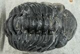 Bargain, Austerops Trilobite - Ofaten, Morocco #287563-1